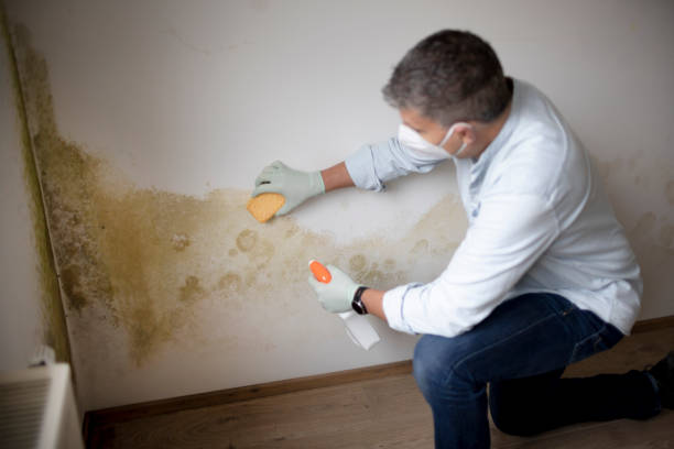 Best Air Quality Testing for Mold Spores  in Pquemine, LA