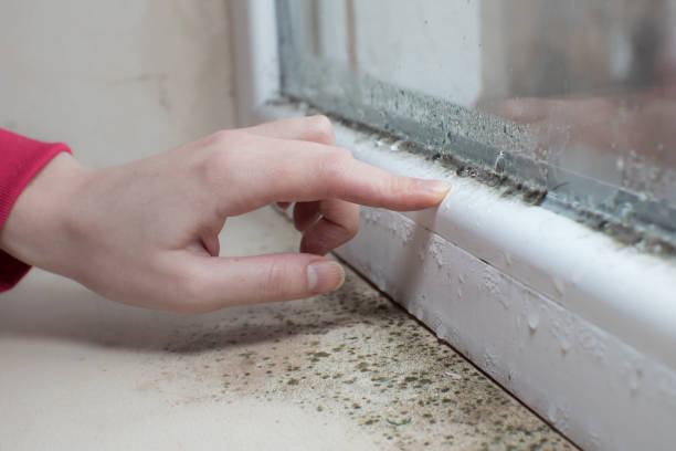 Mold Remediation for Vacation Homes in Plaquemine, LA