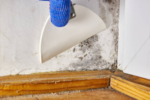 Plaquemine, LA Mold Removal Company