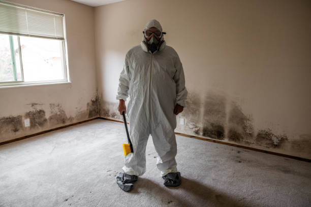 Best Basement Mold Removal  in Pquemine, LA